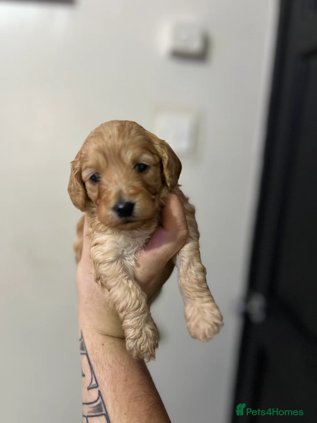 Cockapoo dogs for sale: FB1 cockapoo pups - Advert 1