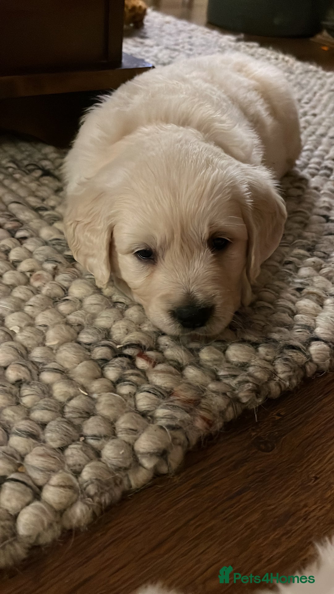 Golden Retriever dogs for sale: KC registered Golden Retriever puppies  - Advert 6