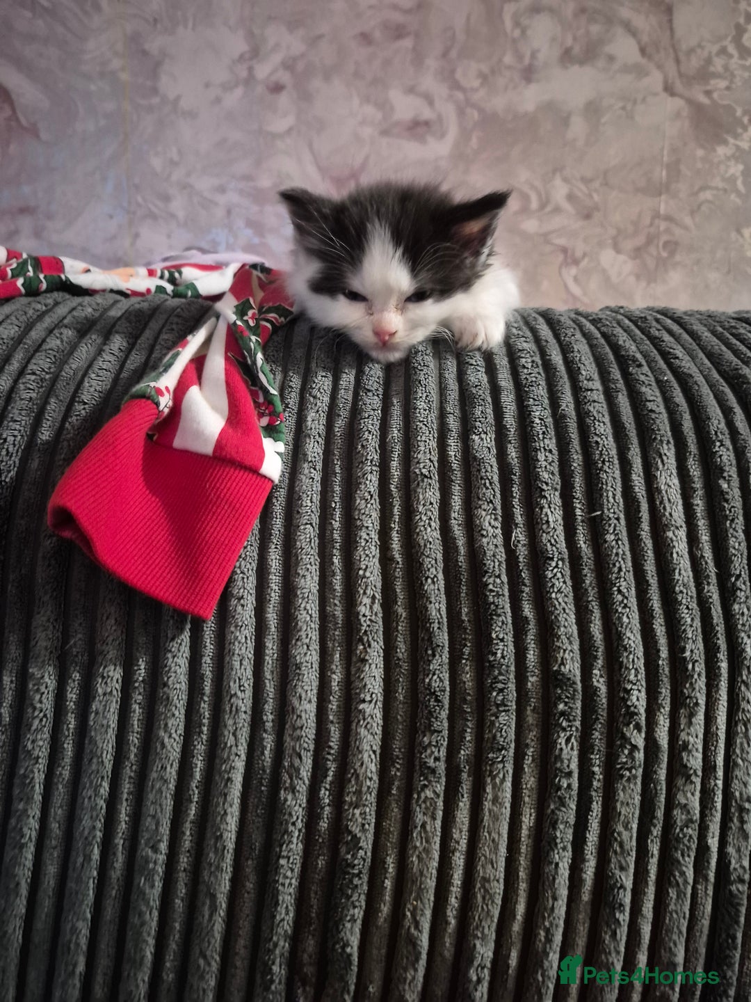 Ragdoll cats for sale: 💥💞Ragdoll x domestic💞💥  - Advert 3