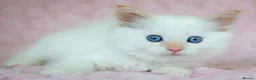 Ragdoll cats for sale: Stunning Ragdolls Reserve Now. - Advert 23