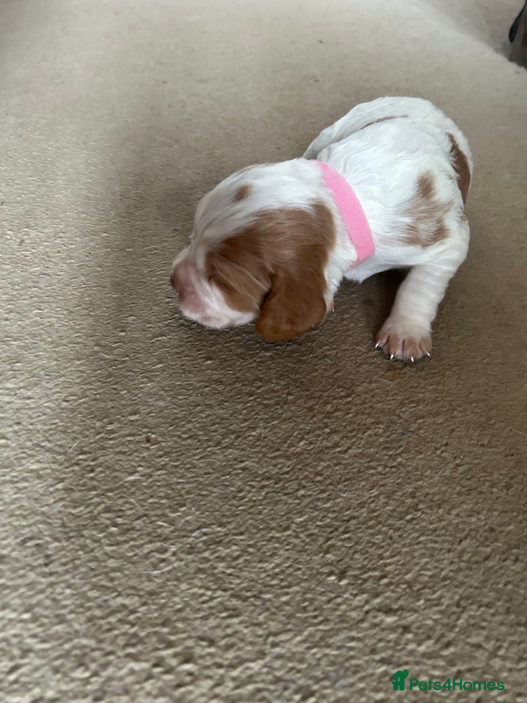 Cocker Spaniel dogs for sale: Working cocker pups - Advert 5
