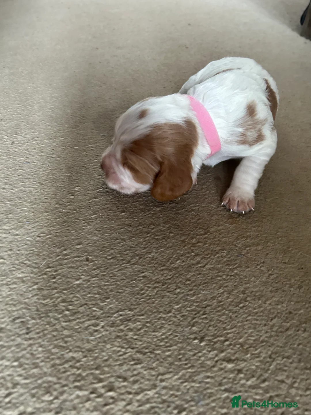 Cocker Spaniel dogs for sale: Working cocker pups - Advert 13