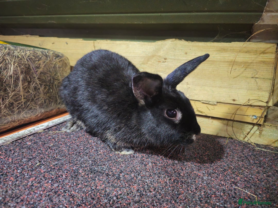 Mixed Breed rabbits for sale: 2 year female black otter Rex X lionlop  - Image 2