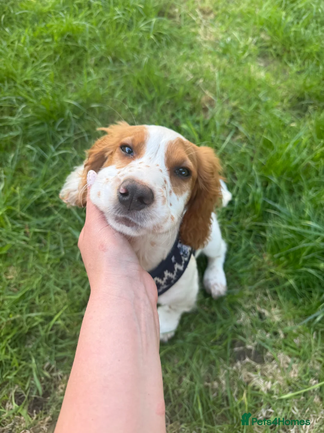 Cocker Spaniel dogs for sale: Cocker spaniel - 15 weeks old male  - Advert 2