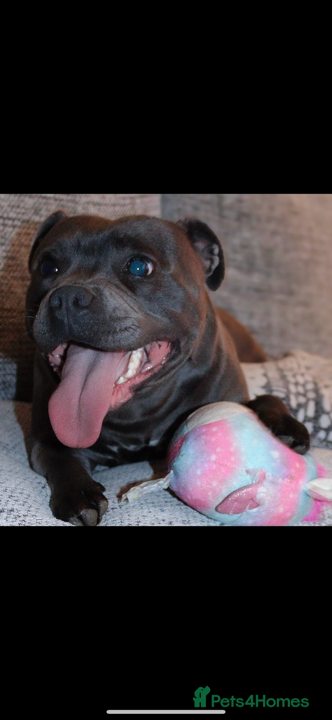 Staffordshire Bull Terrier dogs for sale: 24 MONTH OLD BEAUTIFUL BLUE STAFFY SADIE - Advert 7