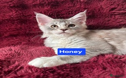 Maine Coon cats for sale: Pure Maine Coon kittens / blue eyed  - Image 4