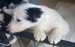 Border Collie dogs for sale: Border Collies for sale - Image 26