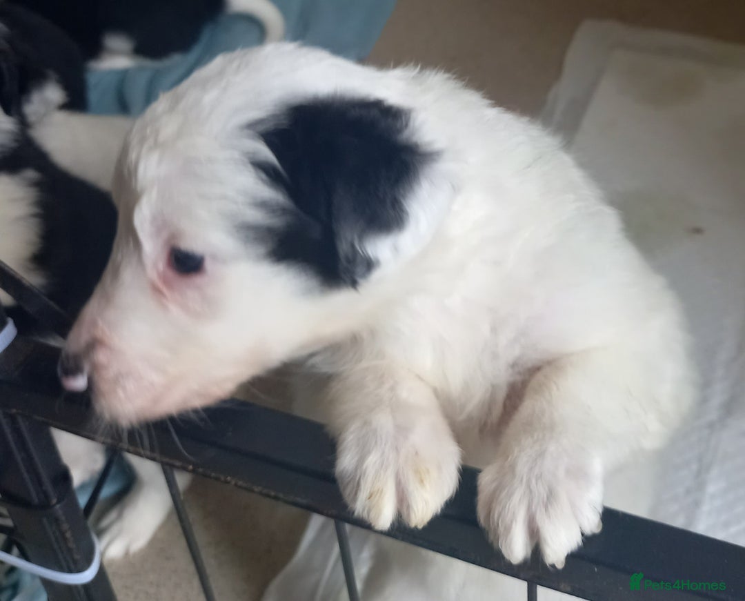 Border Collie dogs for sale: Border Collies for sale - Image 26