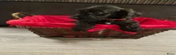 Doxiepoo dogs for sale: Ready now Miniature poodle x dacshund - Advert 2
