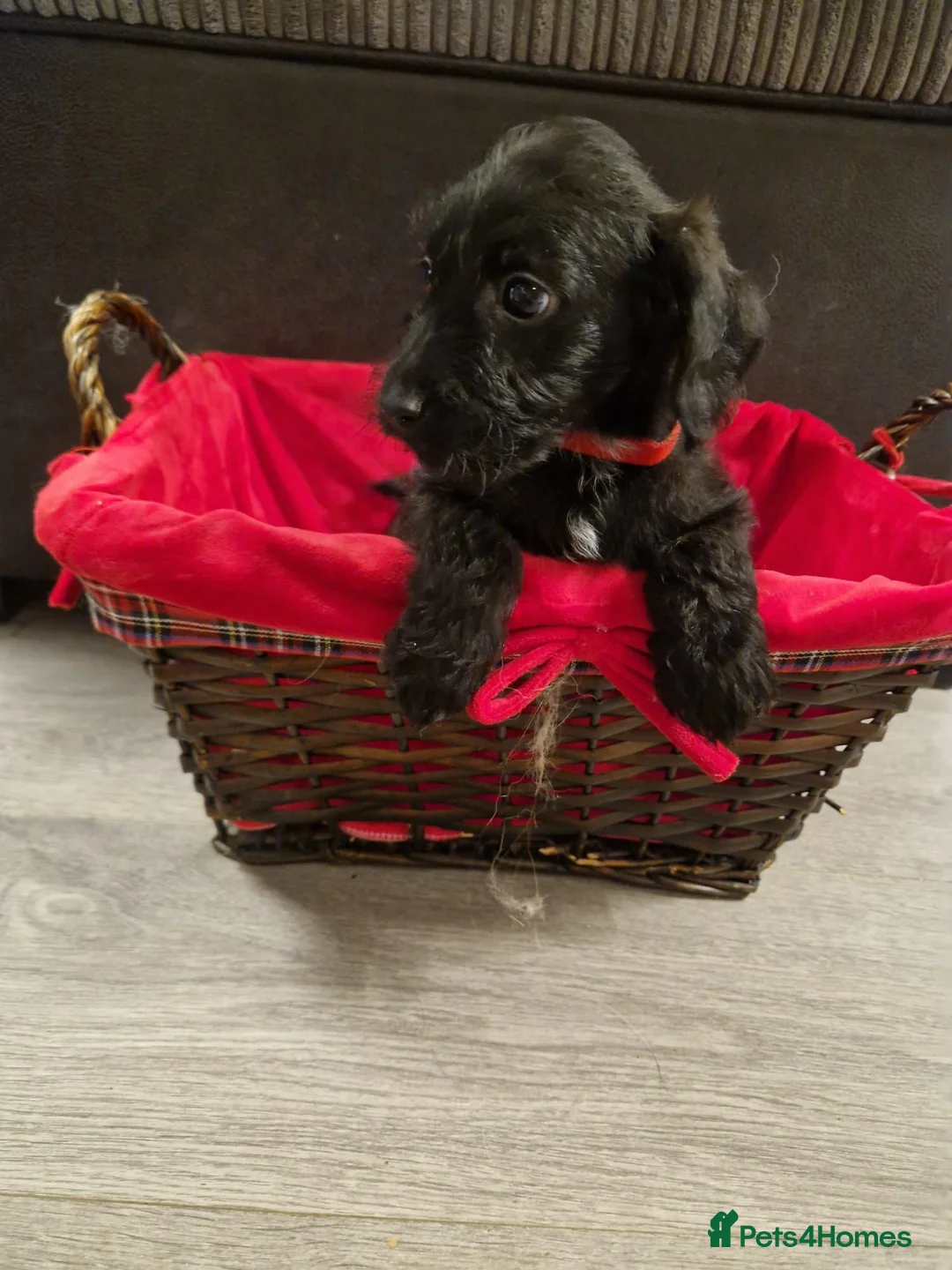 Doxiepoo dogs for sale: Ready now Miniature poodle x dacshund - Advert 2