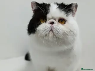 Exotic cats 🧡Stunning exotic shorthair, Russian import 😉🧡 in Tadworth - Advert 2