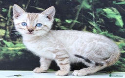 Bengal cats for sale: CUTE SNOW LYNX BENGAL KITTENS (TICA REG) - Image 20