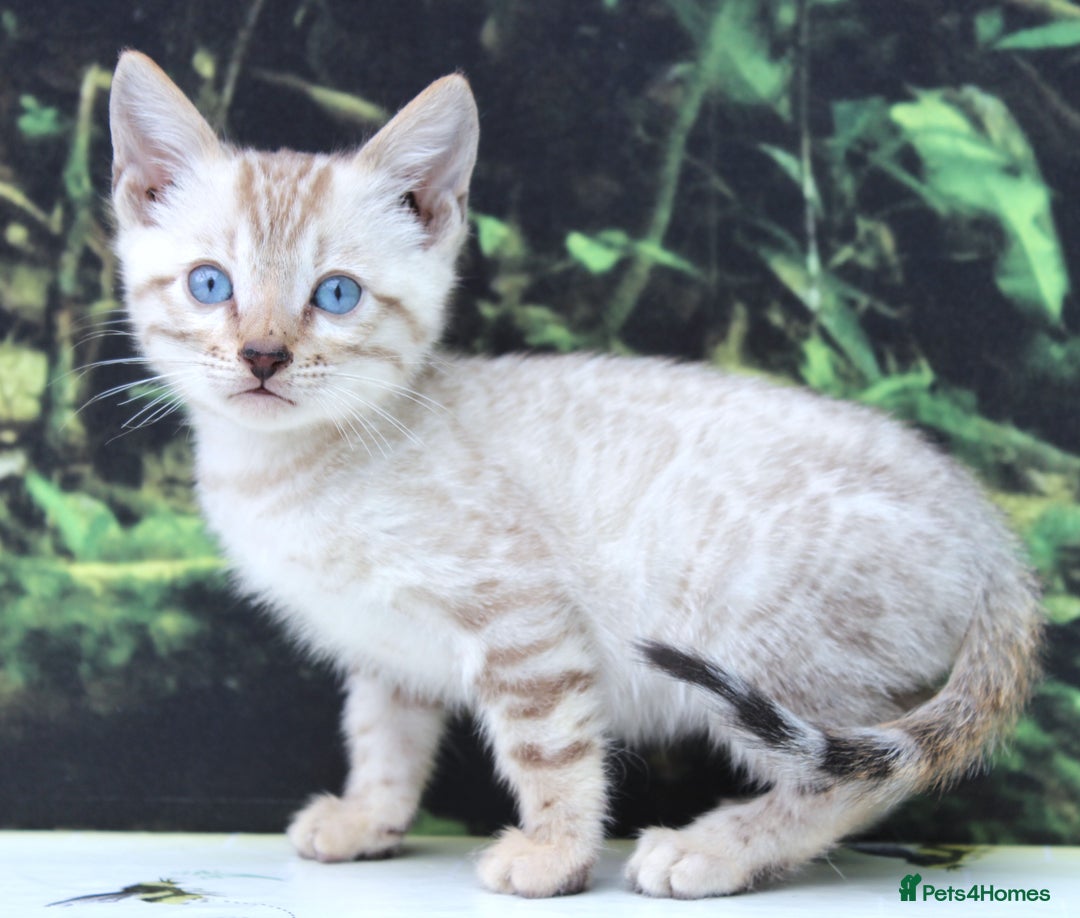 Bengal cats for sale: CUTE SNOW LYNX BENGAL KITTENS (TICA REG) - Image 20