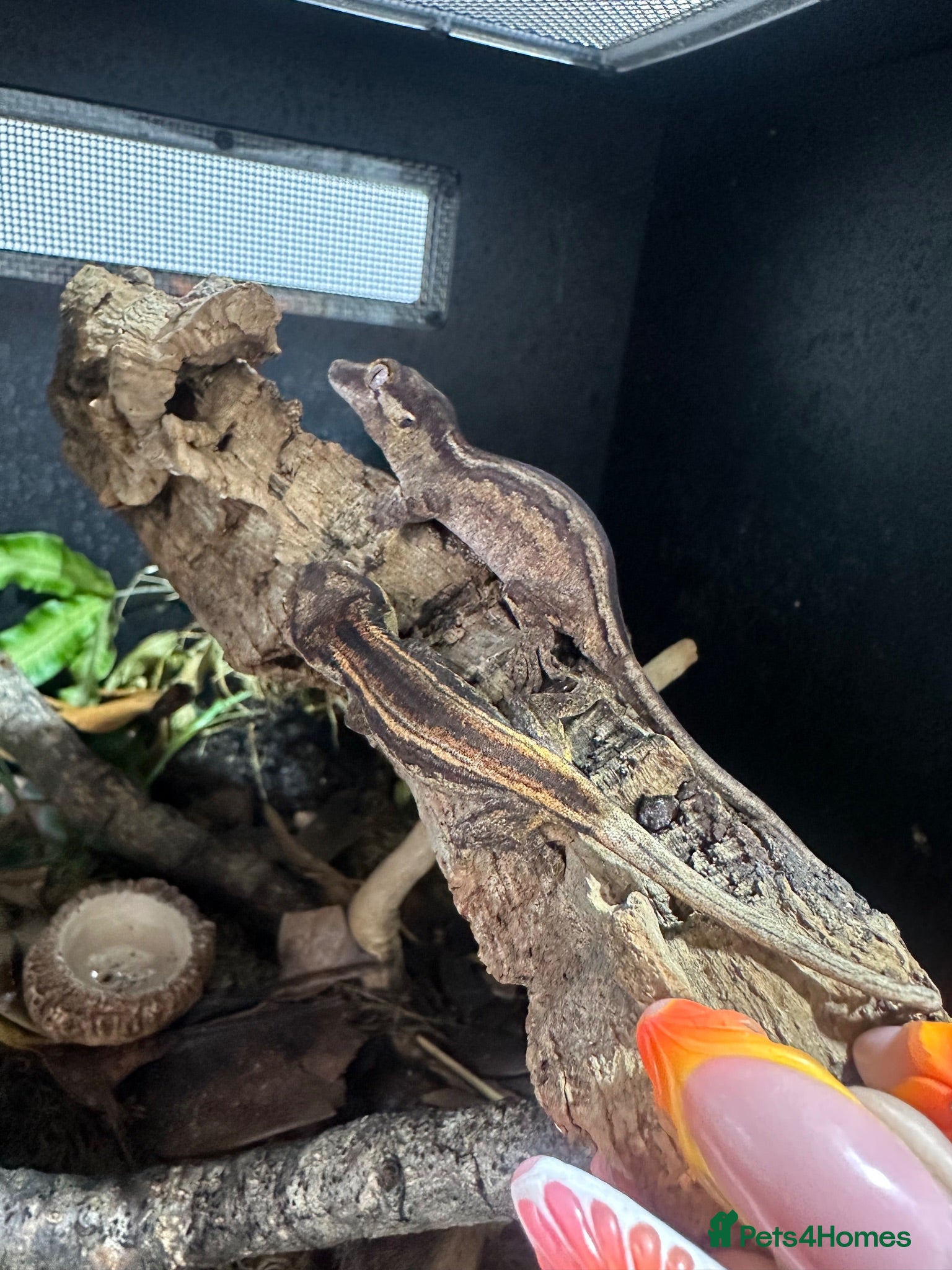 Gecko reptiles Gargoyle, Crested geckos and mourning geckos  - Advert 2