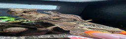 Gecko reptiles for sale: Gargoyle, Crested geckos and mourning geckos  - Advert 2