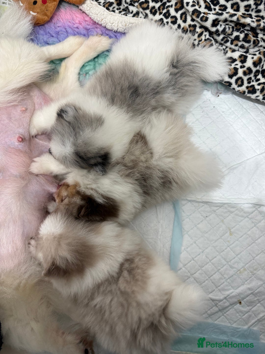 Pomeranian dogs for stud: Lilac and orange tan teddy Bear🪻🍊 - Advert 16