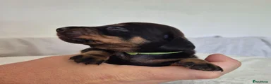 Black and Tan B