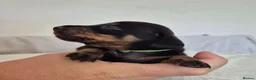 Miniature Dachshund dogs for sale: 🖤 Stunning Miniature Dachshunds 🖤 - Advert 19