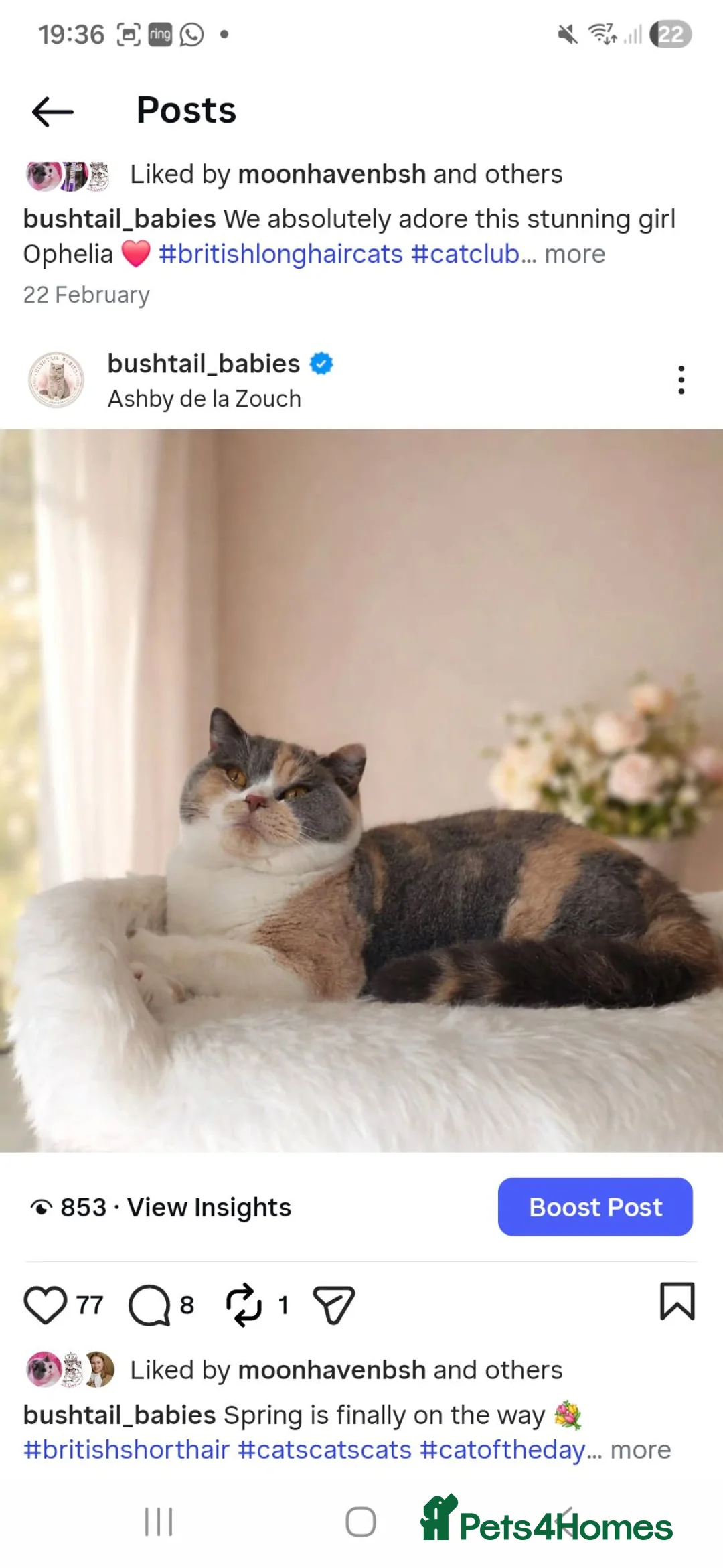 British Longhair cats for sale: GCCF British Longhair champion kitten - Advert 5