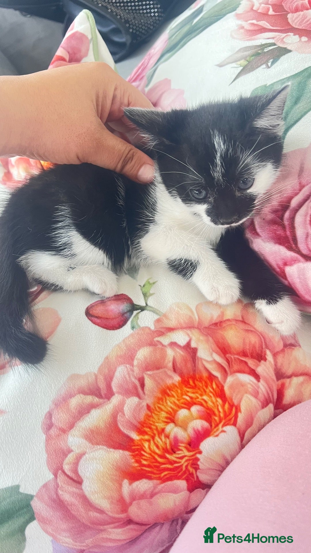 British Longhair cats for sale: Male kitten available now london bountiful boy  - Advert 12
