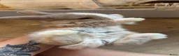 Mini Lop rabbits for sale: Pure breed mini lops available now  - Advert 4