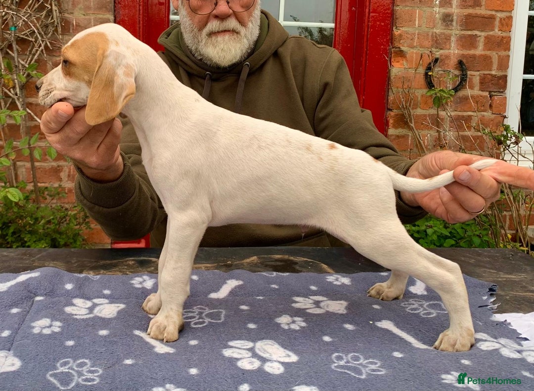 Pointer dogs for sale:  Black bitch available. - Advert 25