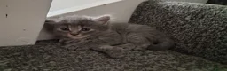 Mixed Breed cats for sale: 5 super fluffy female kittens - Advert 24