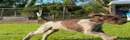 Mixed Breed dogs for sale: German pudlepointer x German wirehair pointer  in Norwich - Advert 3