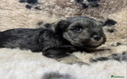 Miniature Schnauzer dogs for sale: Beautiful miniature schnauzers pups - Image 8