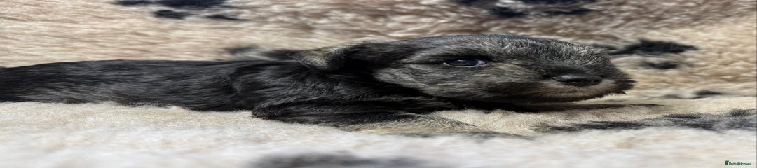 Miniature Schnauzer Puppy 3