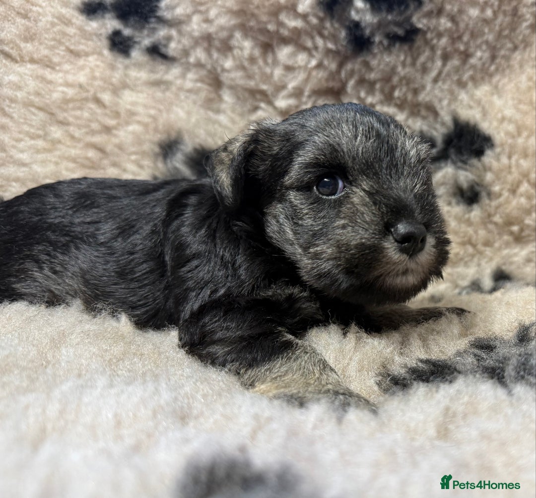 Miniature Schnauzer dogs for sale: Beautiful miniature schnauzers pups - Image 8