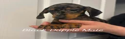 Miniature Dachshund dogs for sale: Miniature Dachshund  - Advert 1