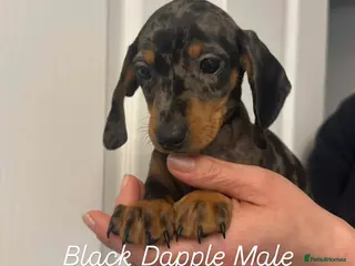 Miniature Dachshund dogs Miniature Dachshund - Advert 6