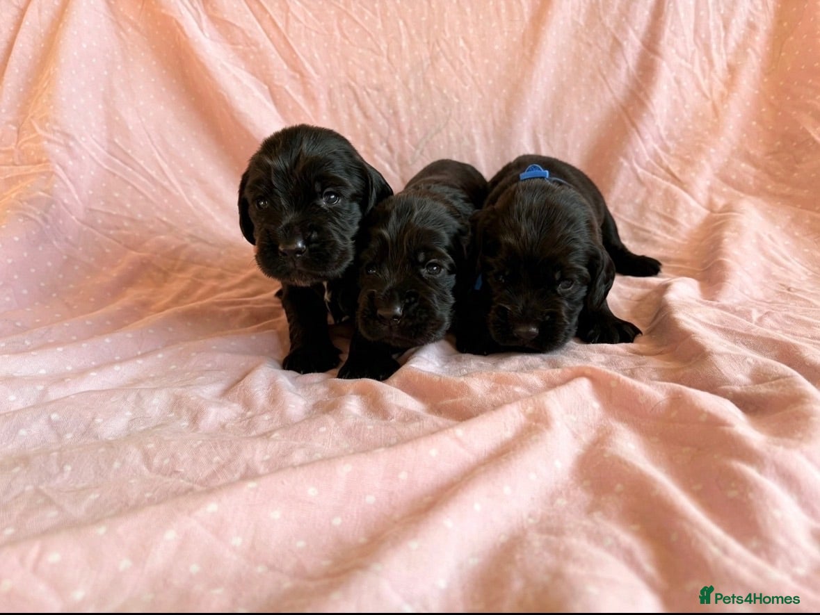 Cocker Spaniel dogs Beautiful Working cocker spaniels - Advert 1