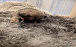 Mixed Breed dogs for sale: Norfolk terrier cross cairn terrier  - Image 14