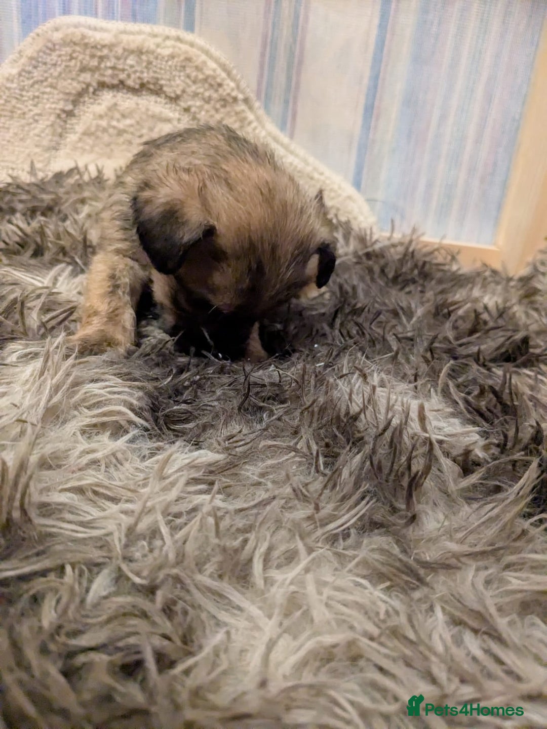 Mixed Breed dogs for sale: Norfolk terrier cross cairn terrier  - Image 14