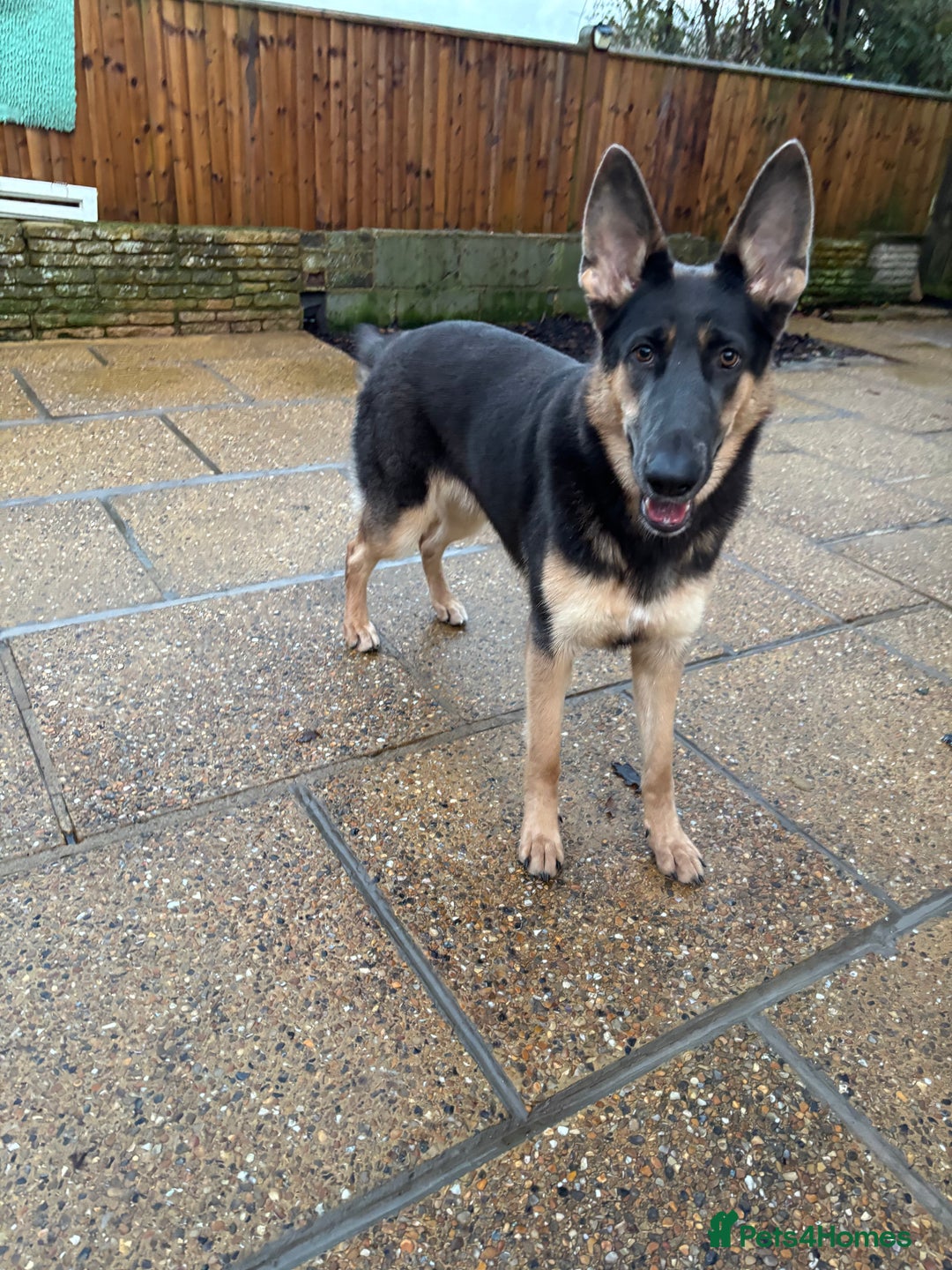 German Shepherd dogs for sale: Kc reg blue & tan health tested german shepherd  - Advert 2