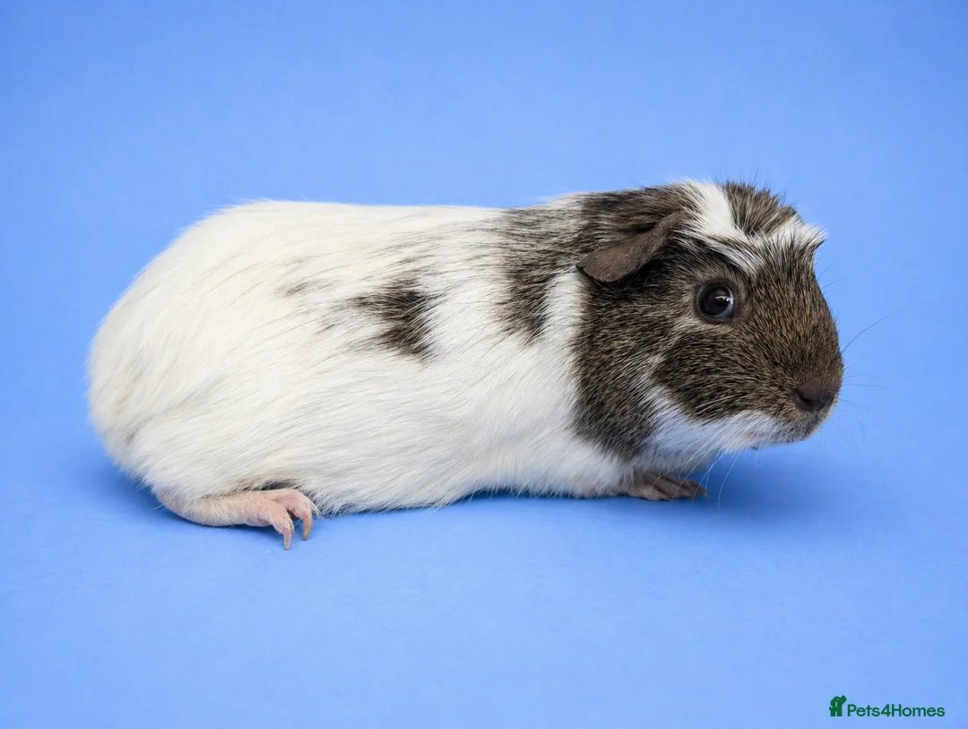 Guinea Pig rodents for sale: Guinea Pig Sow Retired  - Advert 3