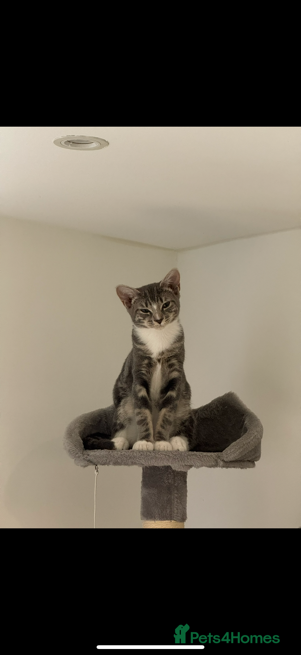 Domestic Shorthair cats Sweet Romi looking for loving home  in Purfleet - Advert 3