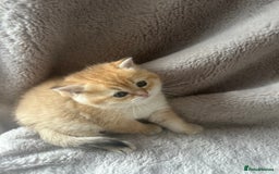 Scottish Fold cats for sale: Beautiful Gold Chinchilla babies  - Advert 35