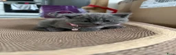 British Shorthair cats for sale: Beautiful Blue British shorthair kittens  - Advert 8