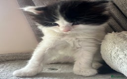Ragdoll cats for sale: Ragdoll cross Two Female adorable kittens  - Image 4