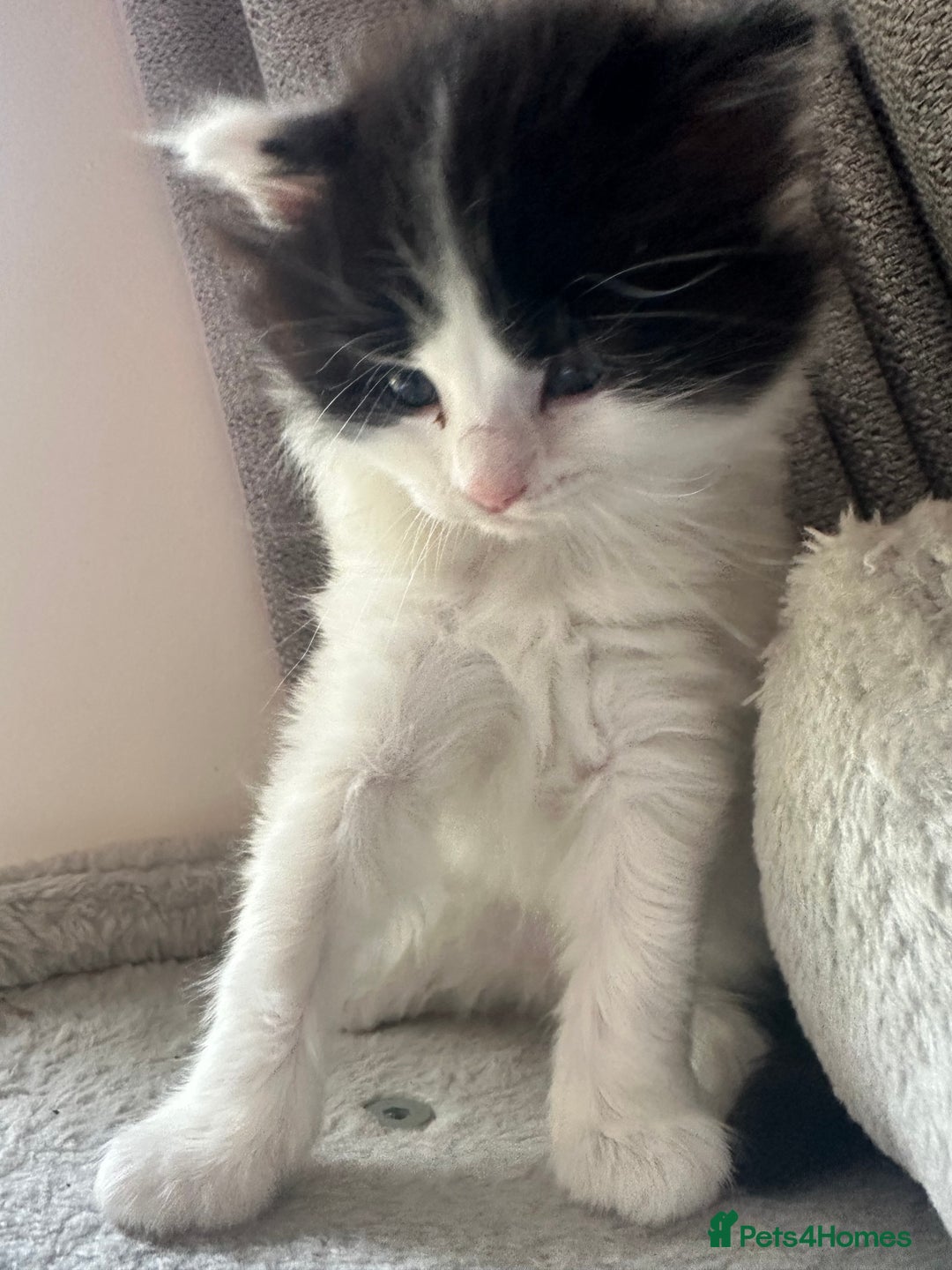 Ragdoll cats for sale: Ragdoll cross Two Female adorable kittens  - Image 4