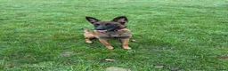 Belgian Shepherd Dog dogs for sale: Belgian malinois female - Advert 1