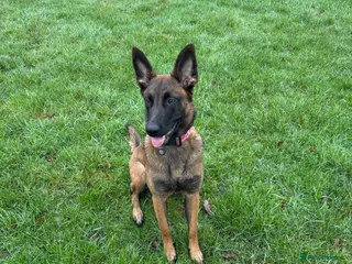 Belgian Shepherd Dog dogs Belgian malinois female - Advert 4