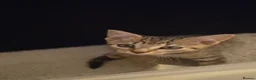 Mixed Breed cats for sale: Gorgoeus male tabby - Advert 7