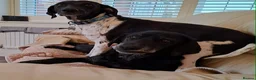 Mixed Breed dogs for adoption:  Stratos ❤️  - Advert 8