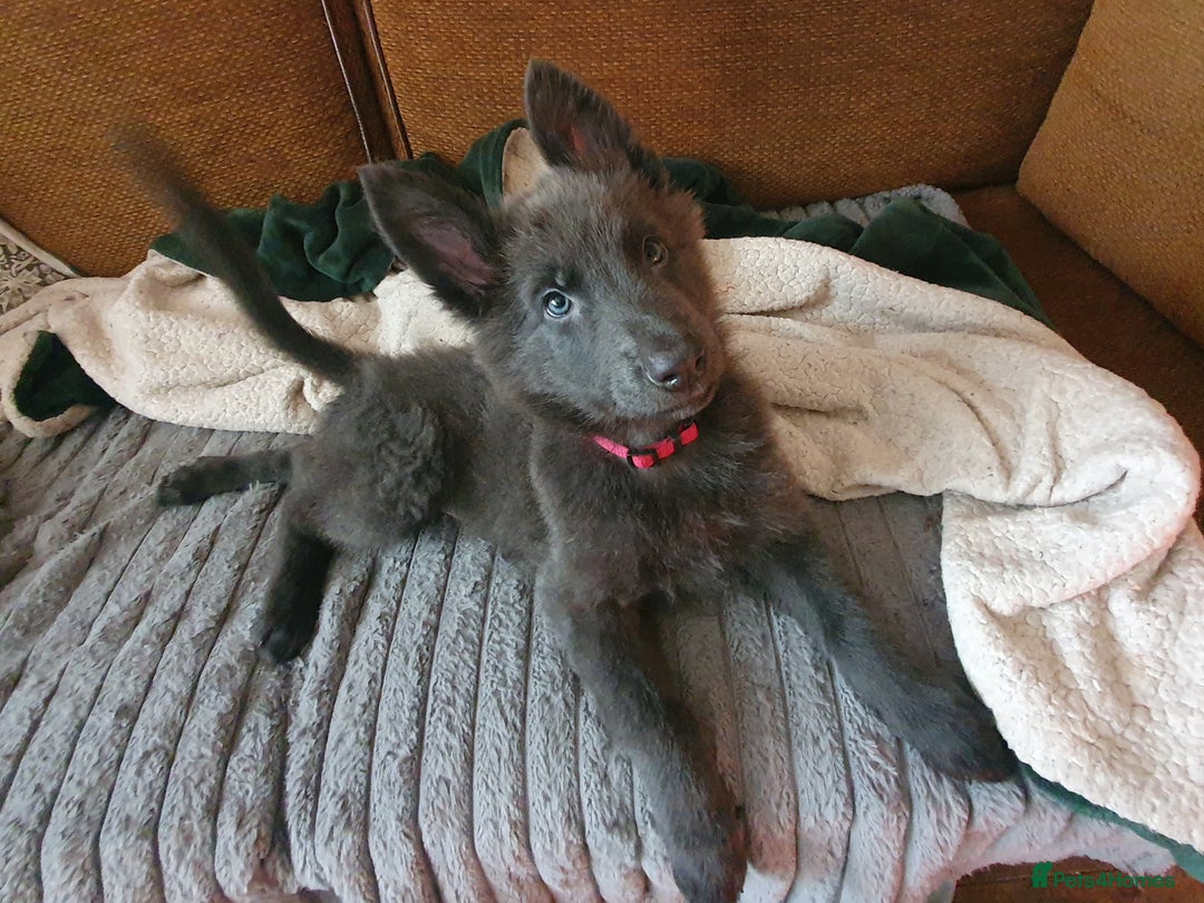 German Shepherd dogs for sale: 10 German Shepherd puppies for sale - Image 16