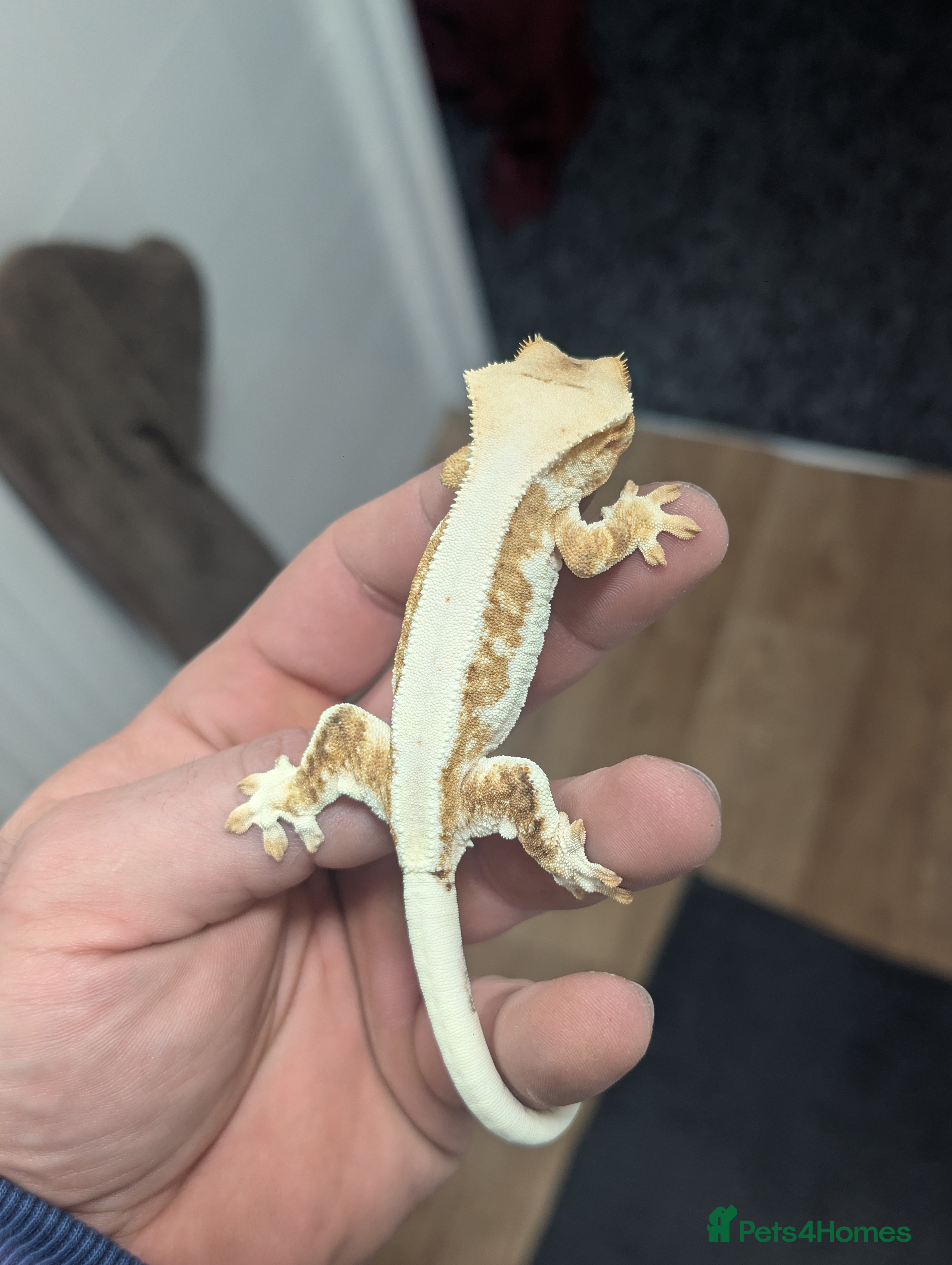 Gecko reptiles Available Lilly Whites - Advert 23