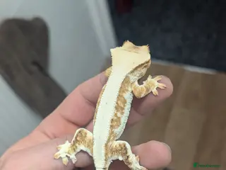 Gecko reptiles Available Lilly Whites - Advert 23